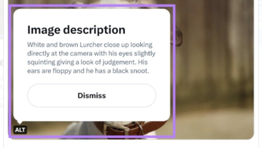 An image of a dog posted to X by dog charity, Dogs Trust. The "Alt" button has been pressed to show a lengthy description of the dogs appearance